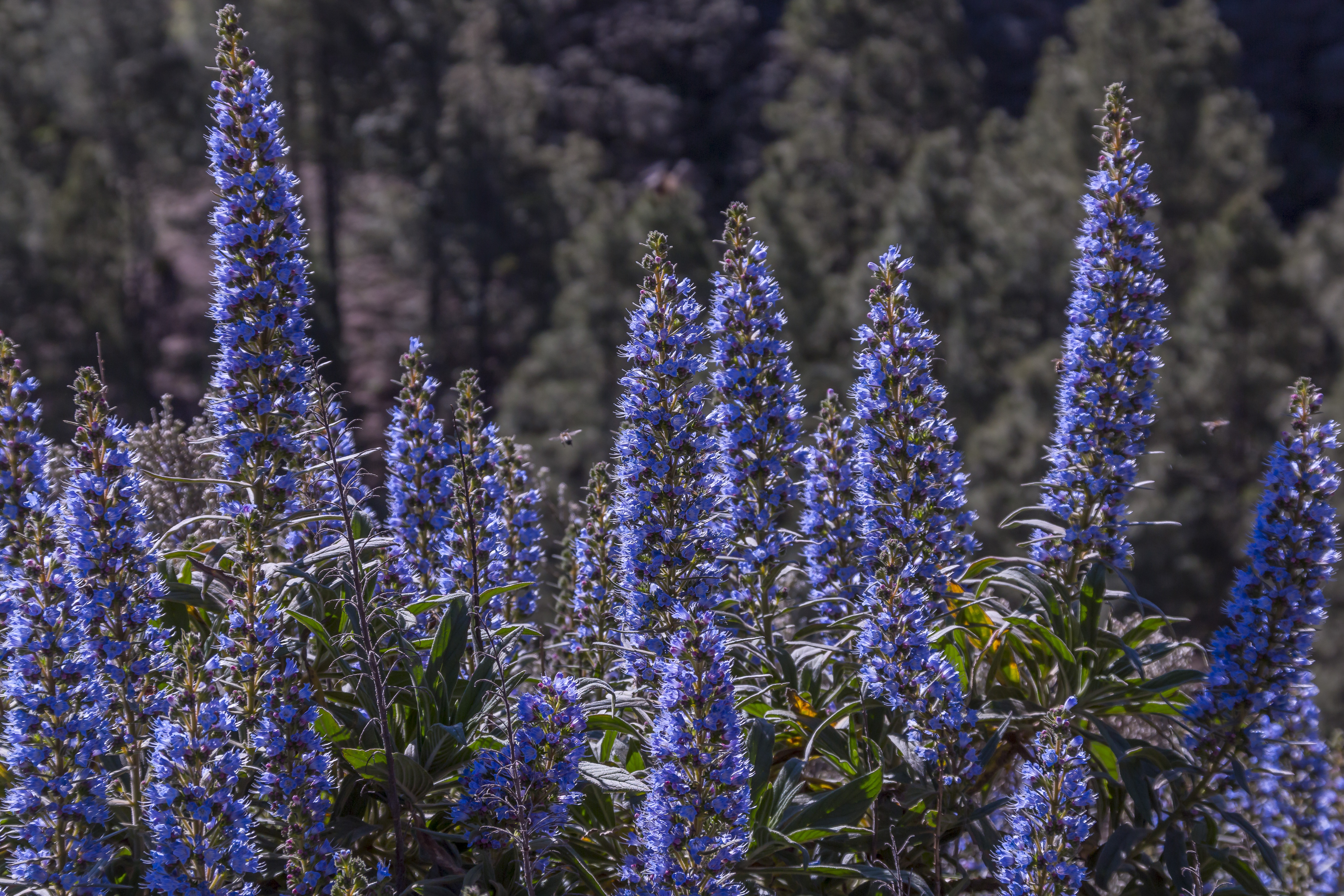 Ruta Tajinaste azules