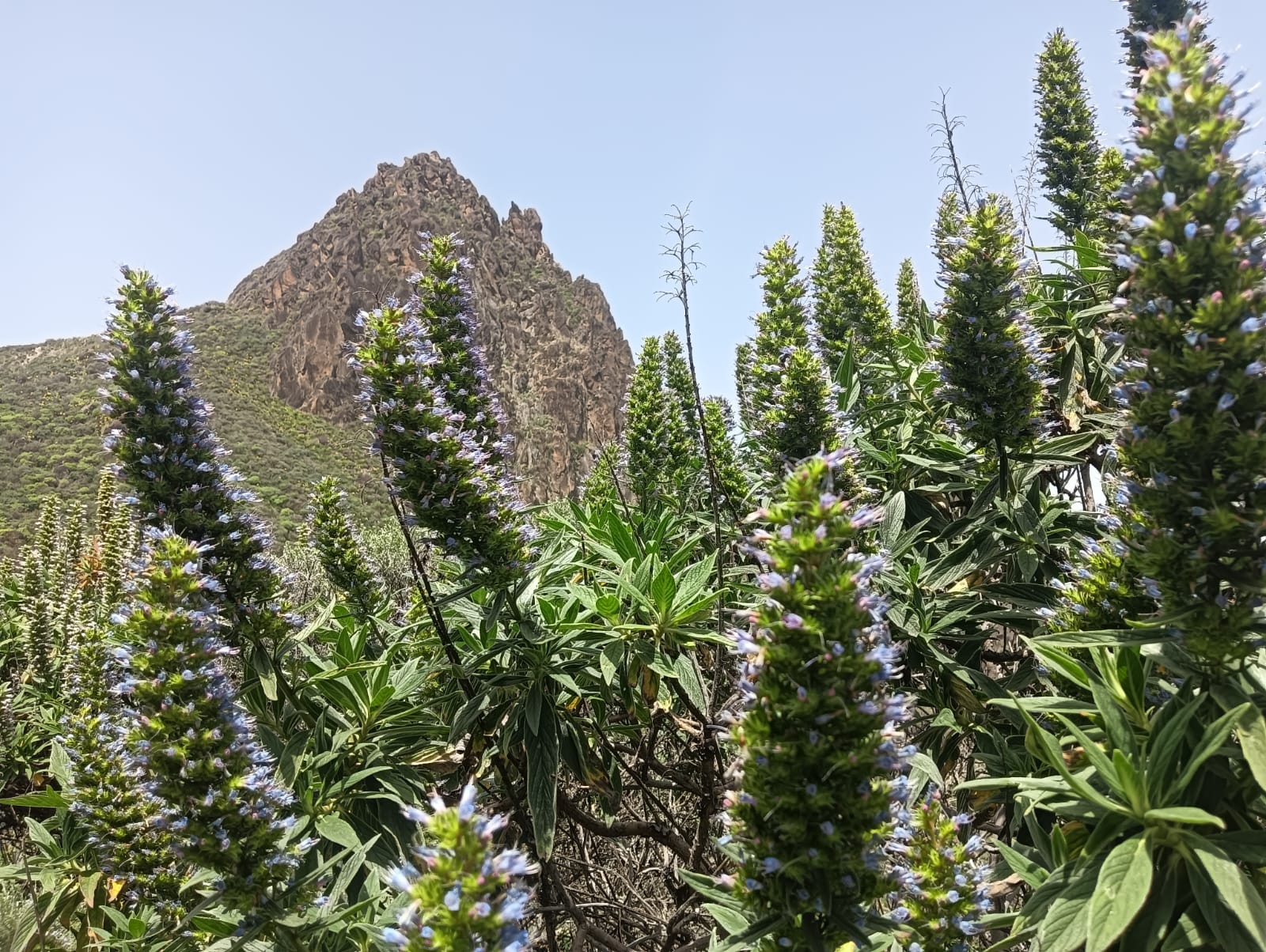 Ruta Tajinaste azules