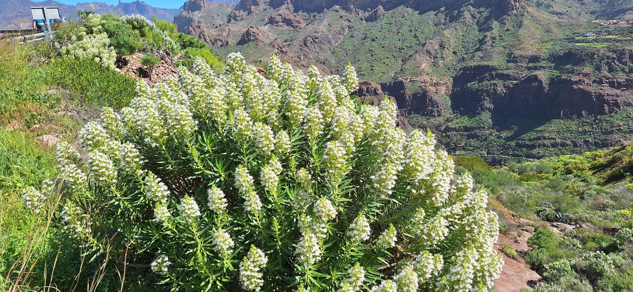 Tajinaste blanco en plena floración