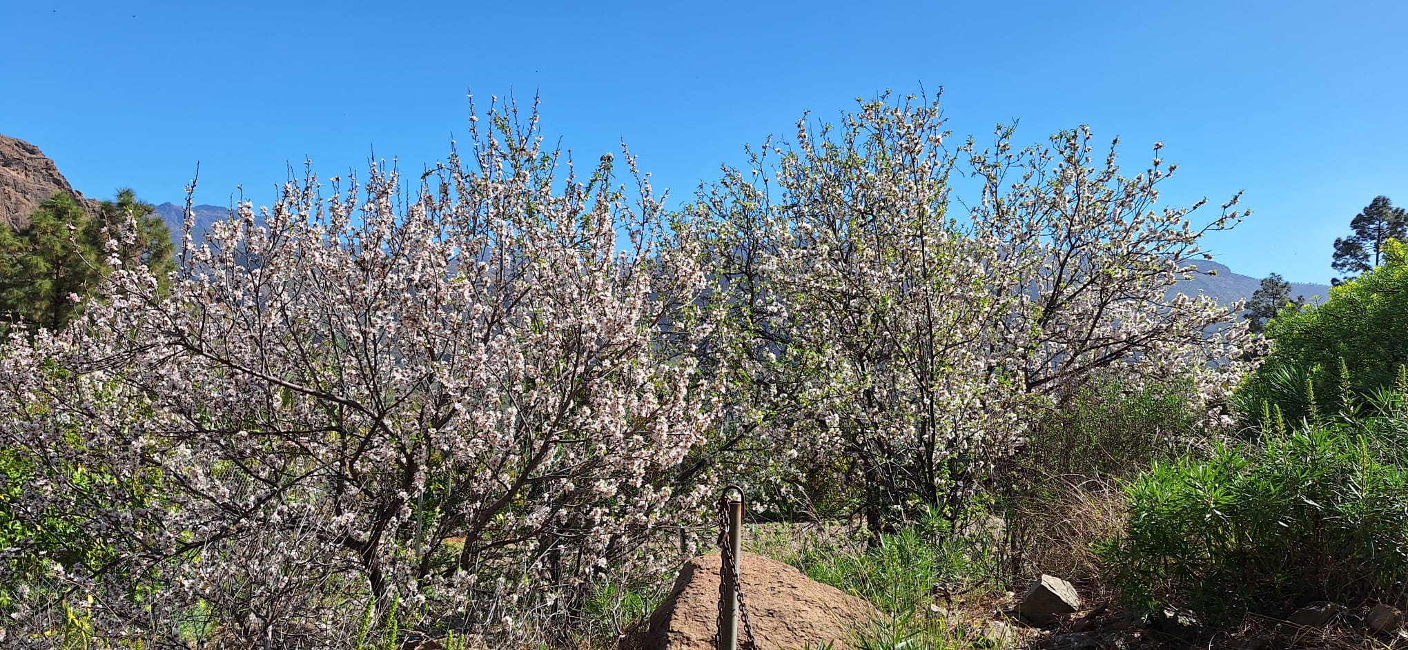 Almendros en flor