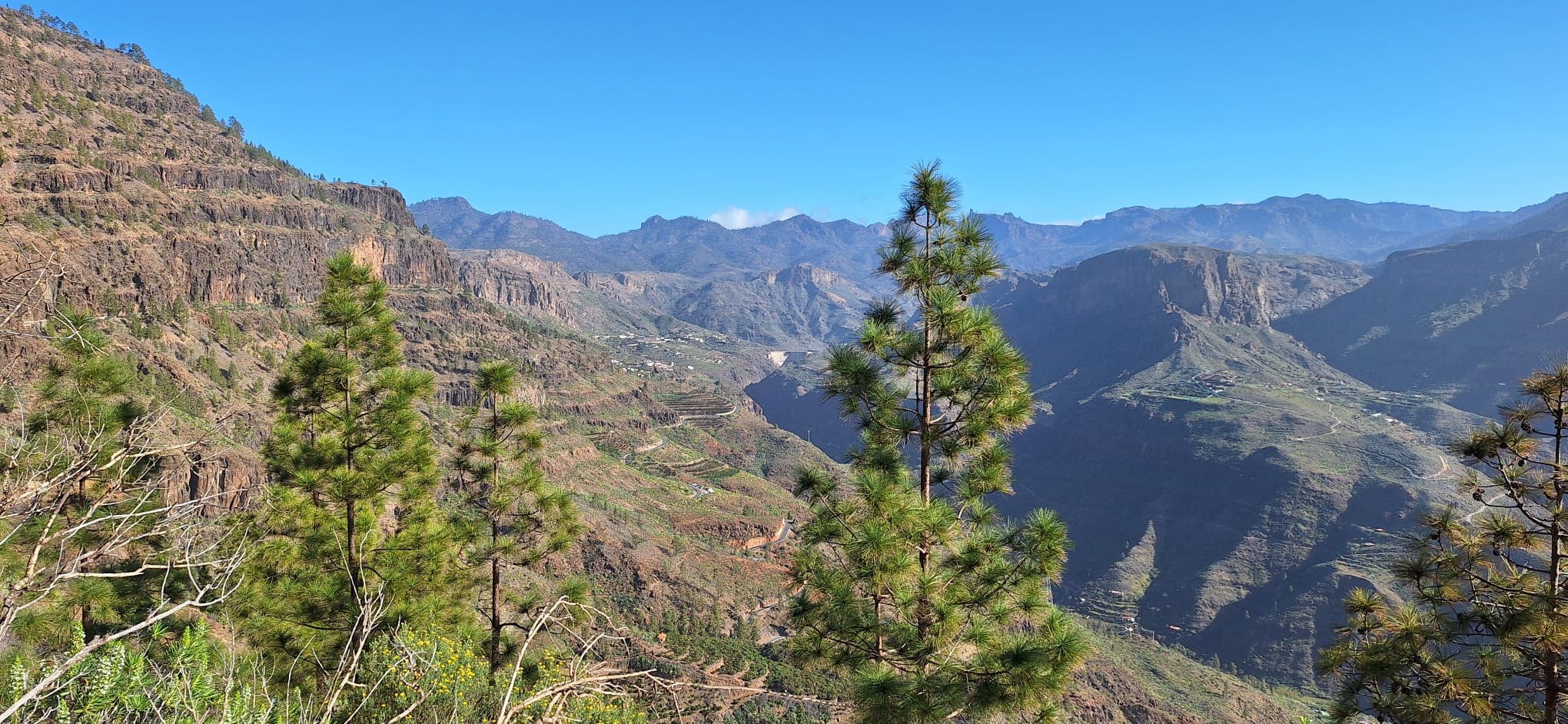 Pinos disfrutando del paisaje