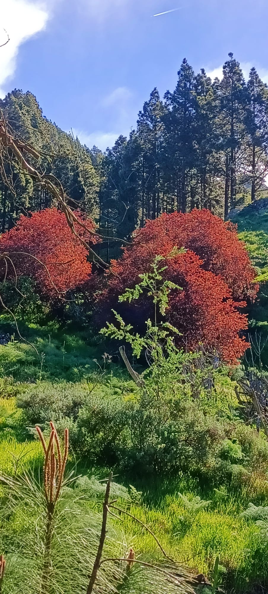 Maravillosa primavera