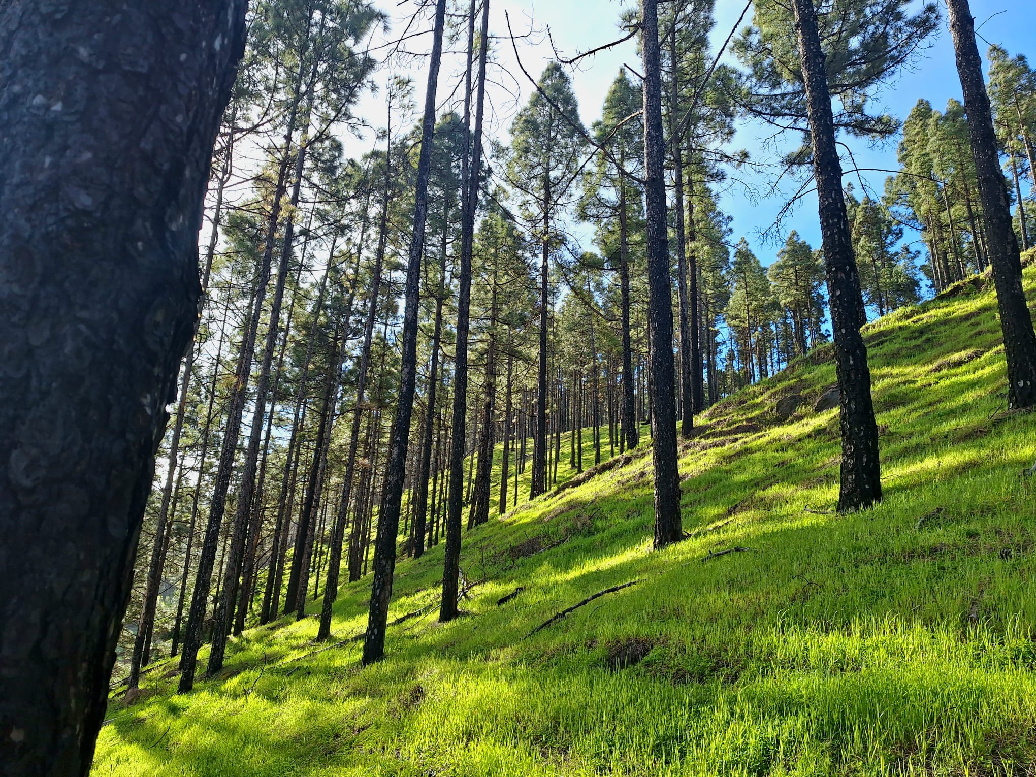 Dentro del monte verde